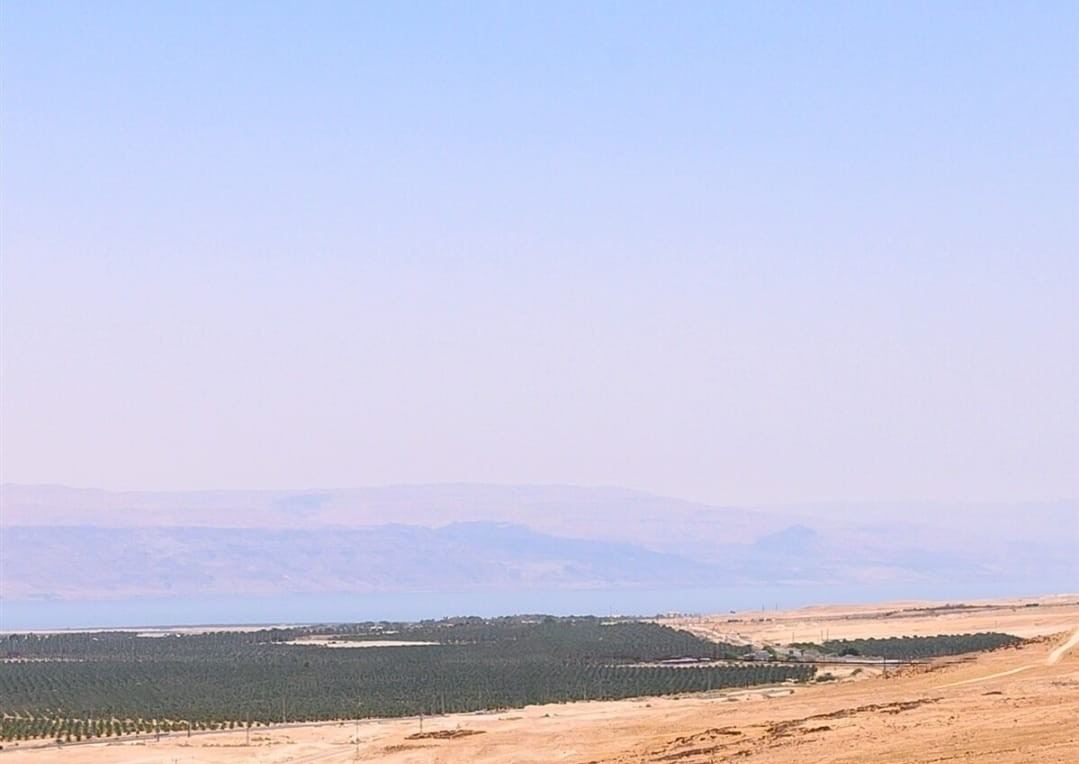 הנוף לים המלח ולמטעי התמרים